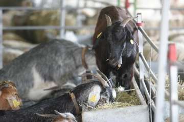 Más de 900 animales en la Feria de Ganado de Gran Canaria (Foto TA)